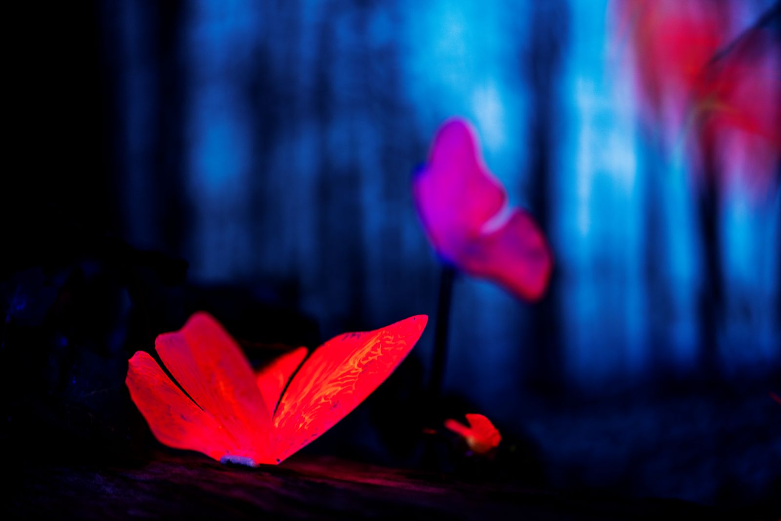 butterfly glowing