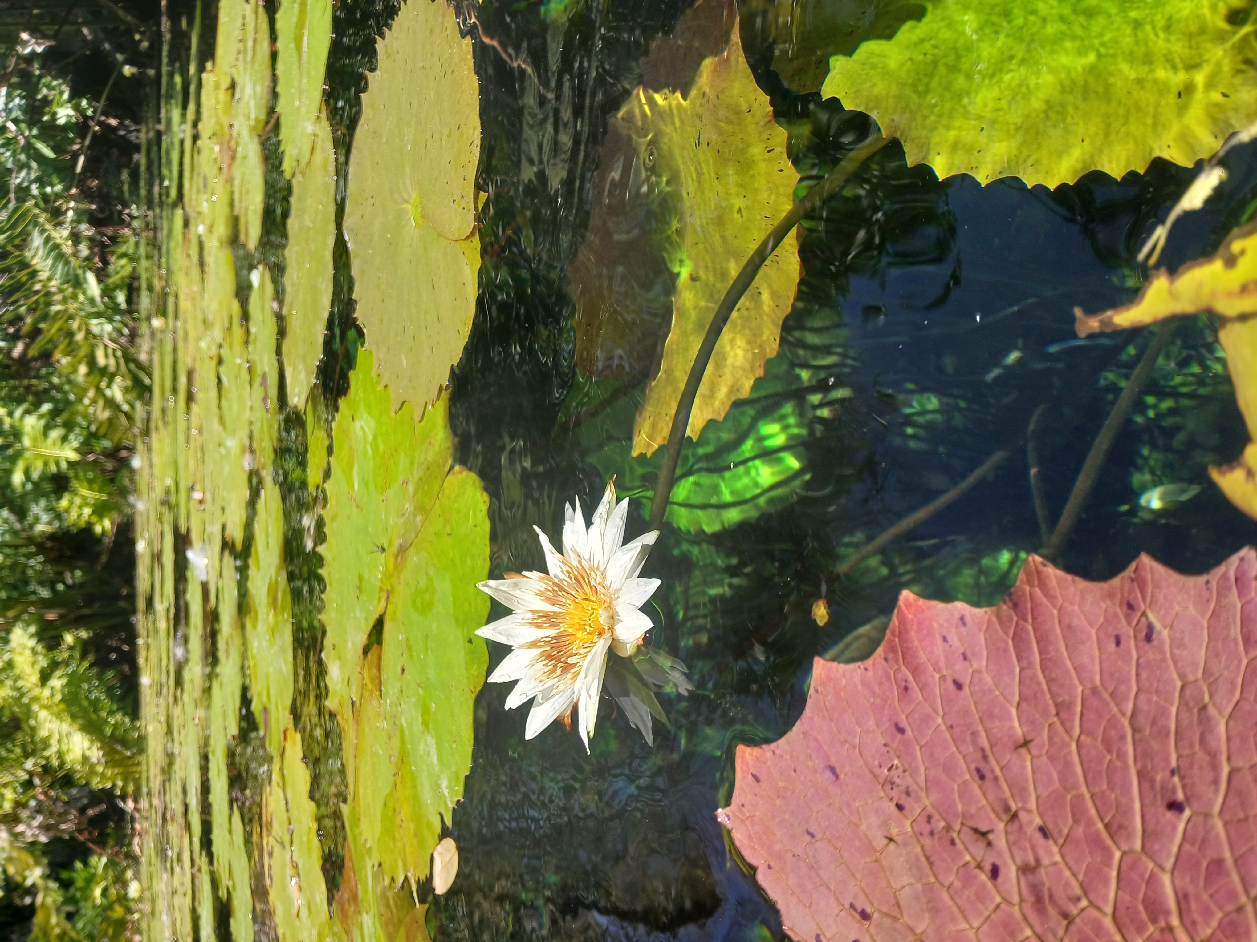 flower img